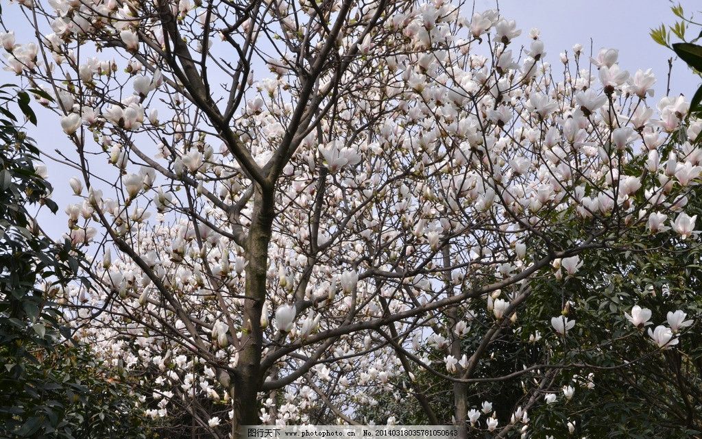 玉蘭花開 玉蘭花開