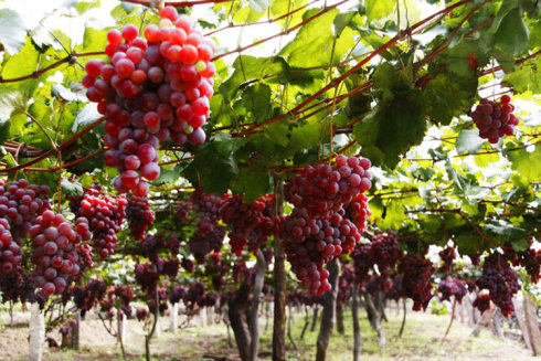 葡萄架下品人生 葡萄架下品人生