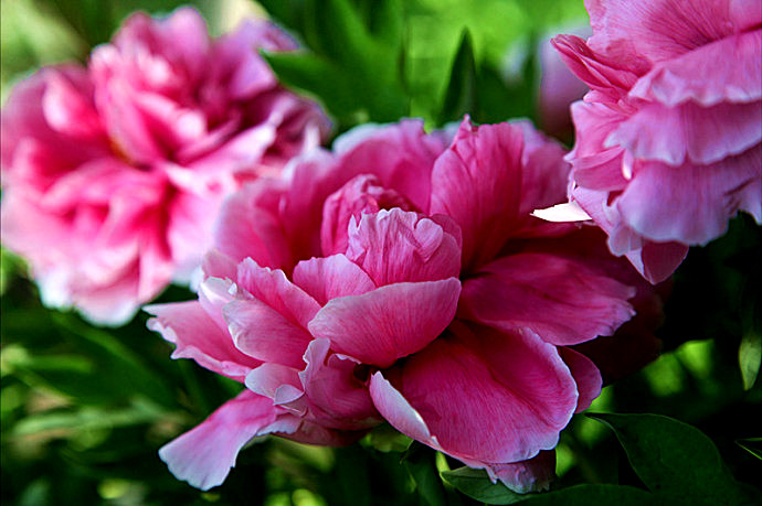 祝福您，祖國母親