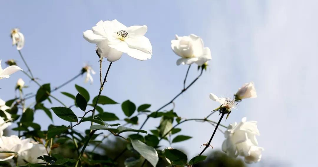 月季花開 月季花開
