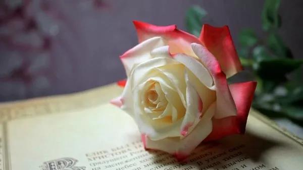 贈人玫瑰,手有余香 贈人玫瑰,手有余香