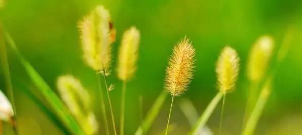 秋 風(fēng) 秋 風(fēng)